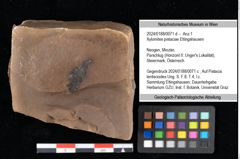 Foto (Objekt + Etikett) von Xylomites pistaciae Ettingshausen (NHMW-GEO-2024-0188-0071d)